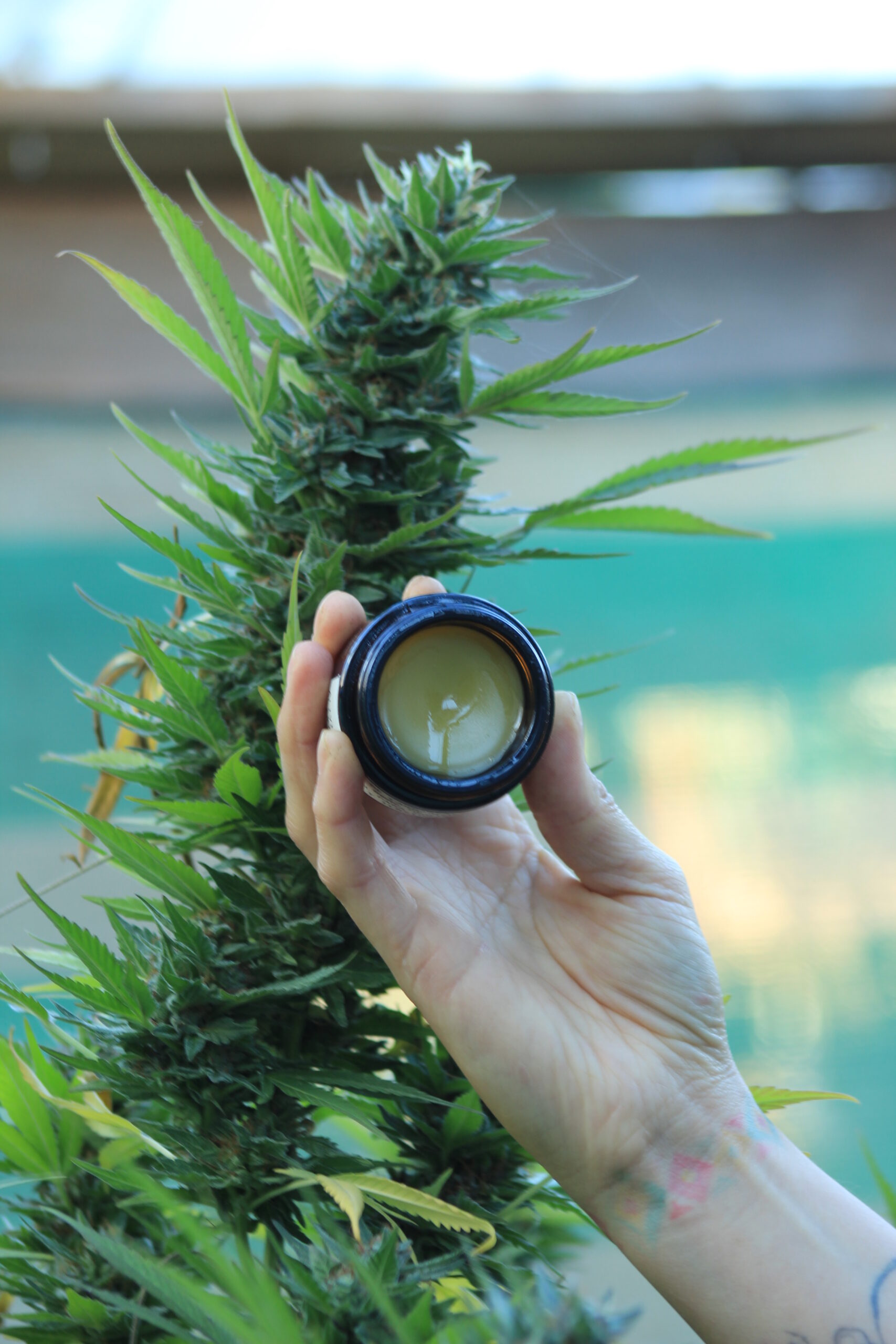Ungüento botánico de cannábis - Imagen 2