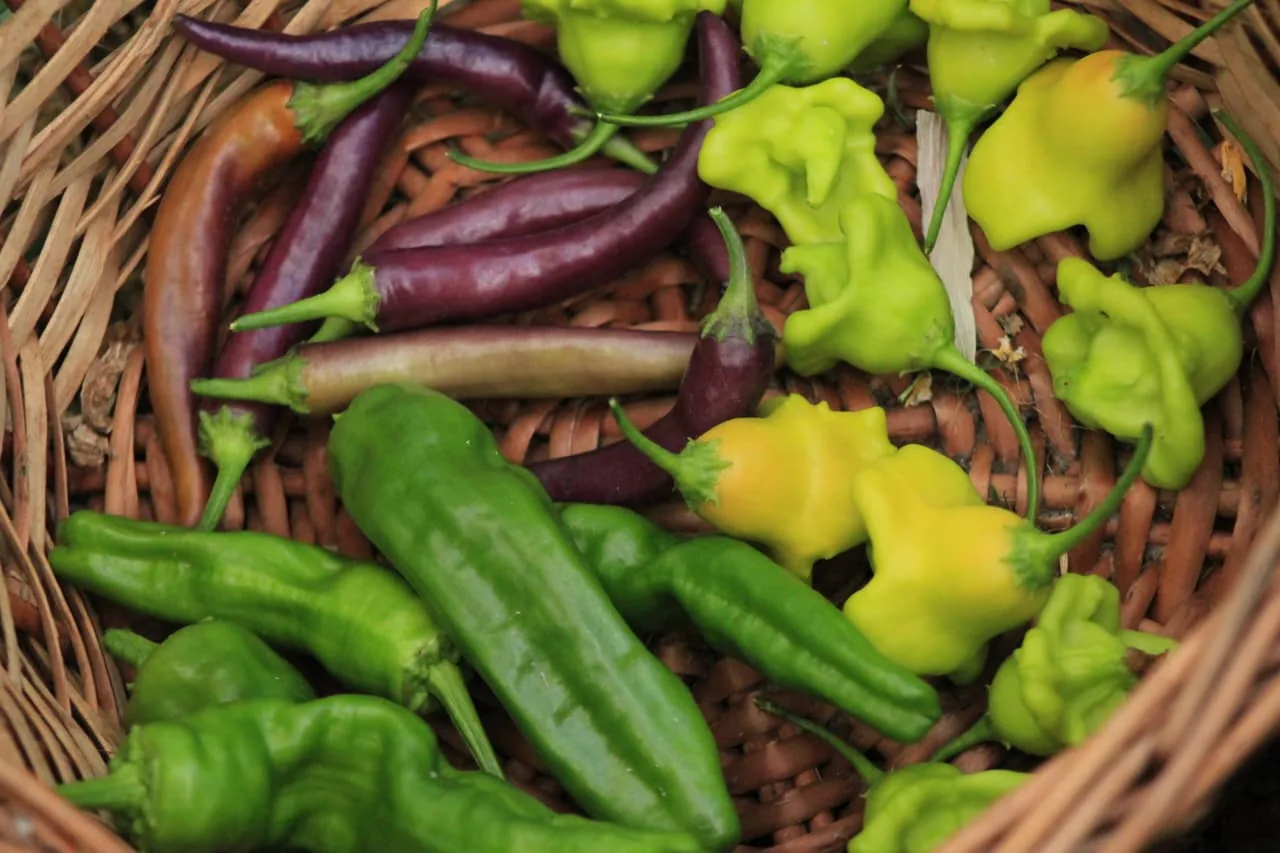 Huerta agroecológica de Natural Viravira