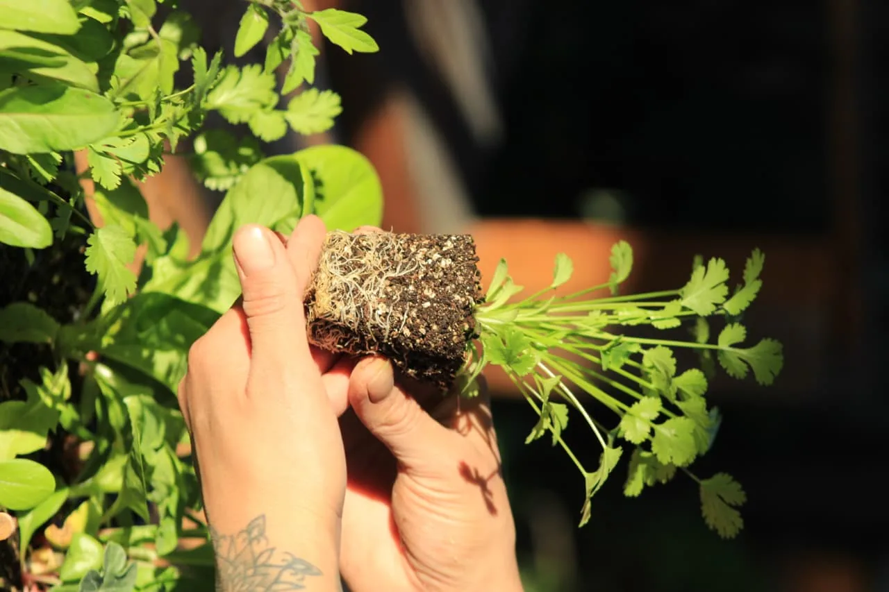 Huerta Natural Viravira
