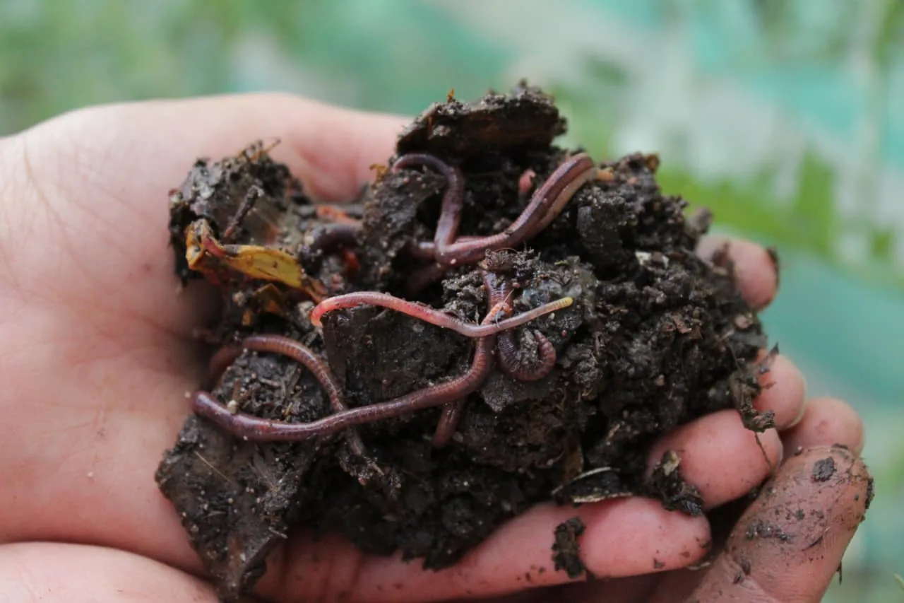 Huerta Natural Viravira