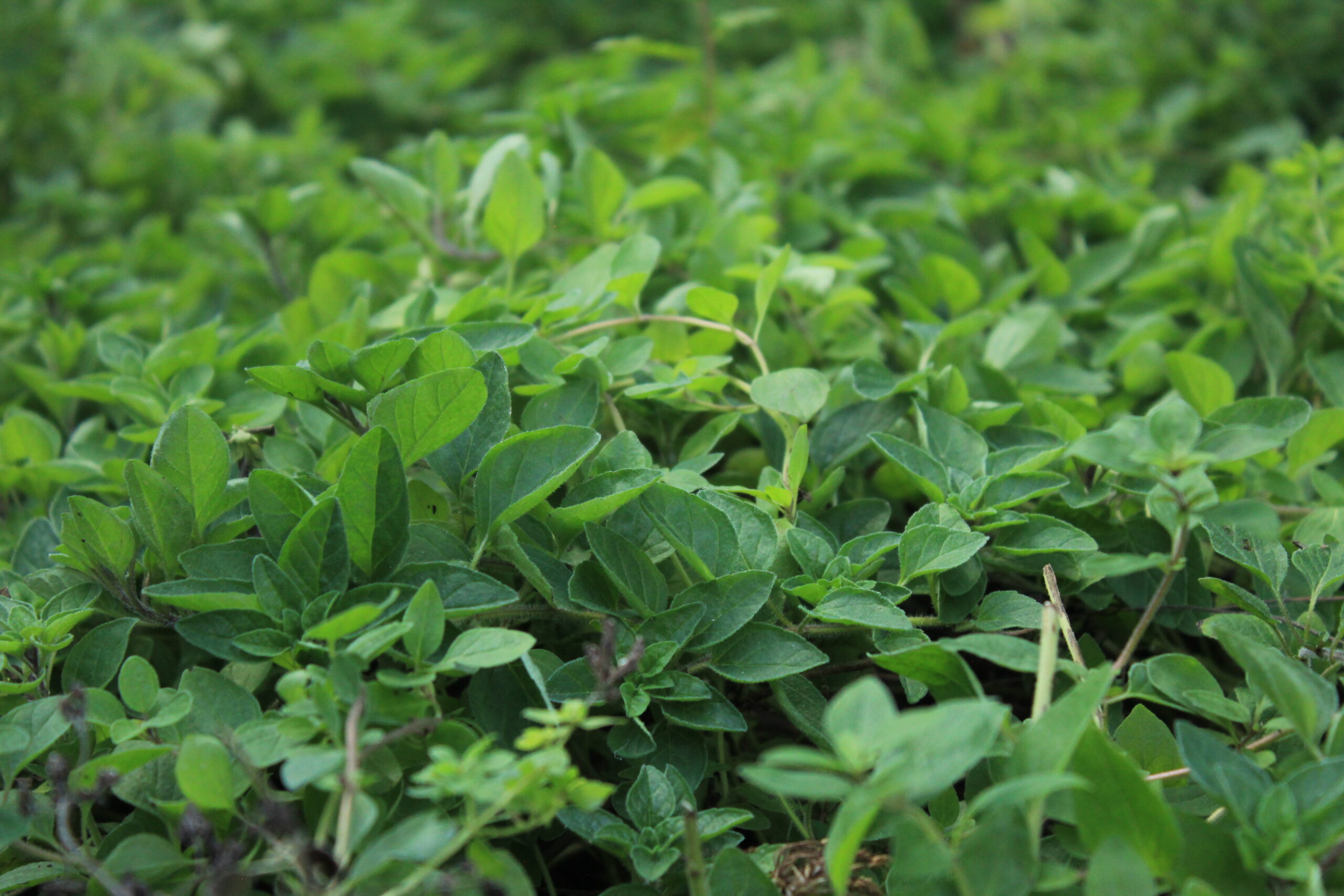 Orégano agroecológico seco - Imagen 2
